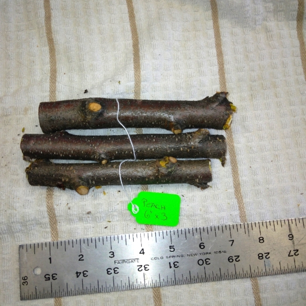 Peach Tree Branches for Crafting Isopods Reptiles  Terarrium  Jararrium Vivarium